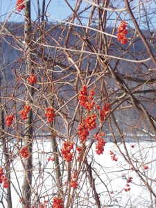 Photo By: Karen Schreiner. Photo taken: Ontario County, NY on 12 January 2009